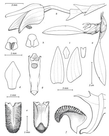 Bulbophyllum lissogaster