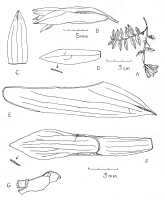 Dendrobium matapense: Dendrobium matapense Ormerod, drawing by Paul Ormerod in Checkl. Papuasian Orch. (2017) 227, 484 (fig.).