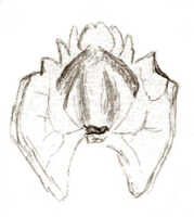 Crepidium xanthochilum: Crepidium xanthochilum (Schltr.) Szlach. (as Microstylis xanthochila Schltr.), lip, drawing J.J. Smith, based on Versteeg 1399