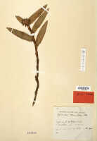 Glomera verrucifera: Glomera verrucifera Schltr., herbarium sheet, Schlechter 18171, isotype specimen (L)