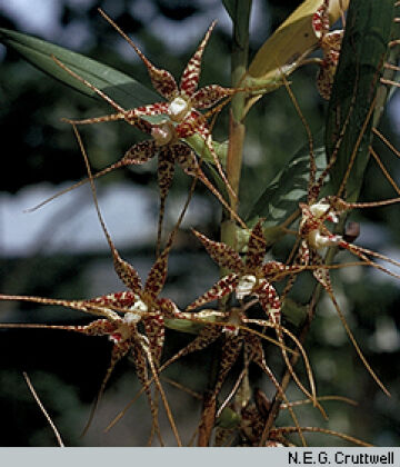 Dendrobium pantherinum