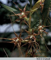 Dendrobium pantherinum: Dendrobium pantherinum Schltr., flowers, photo N.E.G. Cruttwell, based on Cruttwell (1/77, PNG, Koruni)