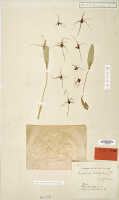 Dendrobium tortitepalum: Dendrobium tortitepalum J.J.Sm., isosyntype specimen: Bogor cult. (Feuilletau de Bruyn, leg. Ajoeb) 10 (L)