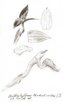 Bulbophyllum superpositum: Bulbophyllum dendrobioides J.J.Sm., floral analysis, drawing J.J. Smith, from Gjellerup 1076