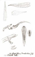 Bulbophyllum crocodilus: Bulbophyllum crocodilus J.J.Sm., floral analysis, drawing J.J. Smith, from Gjellerup 999