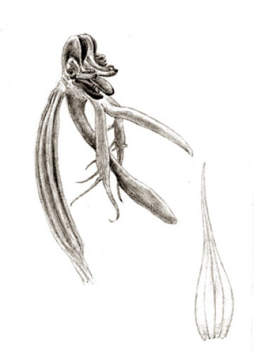 Habenaria pinnatipartita