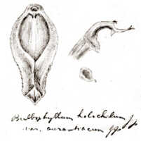 Bulbophyllum holochilum: Bulbophyllum holochilum J.J.Sm. var. aurantiacum J.J.Sm., floral analysis, drawing J.J. Smith, from Pulle 246
