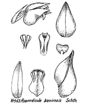 Appendicula kaniensis