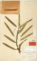 Cleisostoma litoreum: Cleisostoma litoreum (Schltr.) Garay, herbarium sheet, Schlechter 19960, isotype specimen (L)