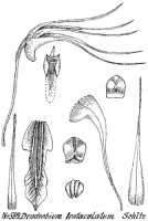 Dendrobium tentaculatum: Dendrobium tentaculatum Schltr., drawing R. Schlechter in Repert. Spec. Nov. Regni Veg. Beih. 21 (1923) t. 157, fig. 589