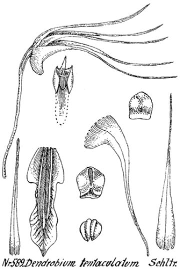 Dendrobium tentaculatum