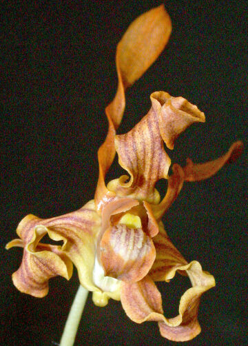 Dendrobium tangerinum