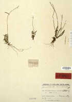 Taeniophyllum clavicalcaratum: Taeniophyllum clavicalcaratum (J.J.Sm.) Kocyan & Schuit. (as Microtatorchis clavicalcarata J.J.Sm.), herbarium sheet, Feuilletau de Bruyn 89 (isotype specimen L)