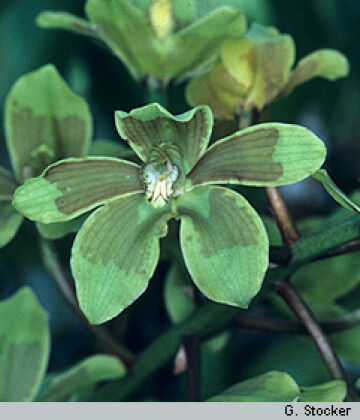 Grammatophyllum scriptum