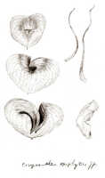 Corybas epiphyticus: Corybas epiphyticus (J.J.Sm.) Schltr., drawing J.J. Smith