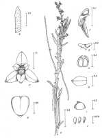 Octarrhena cordata: Octarrhena cordata P.Royen, drawing P. van Royen in Alp. Fl. New Guinea 2 (1979) 728, fig. 251