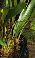 Dendrobium moiorum: Dendrobium moiorum Saputra, Schuit., Wanma & Naive, plant habit, cult. and photo Reza Saputra, from Indonesia, Papua Barat Prov., Sorong town, SE margin