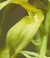 Bulbophyllum chloranthum: Overview picture of Bulbophyllum chloranthum Schltr.