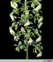 Calanthe cremeoviridis: Calanthe cremeoviridis J.J.Wood, inflorescence, photo J.J. Wood, based on Sands et al. 1782
