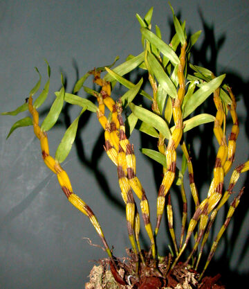 Dendrobium viridiflorum