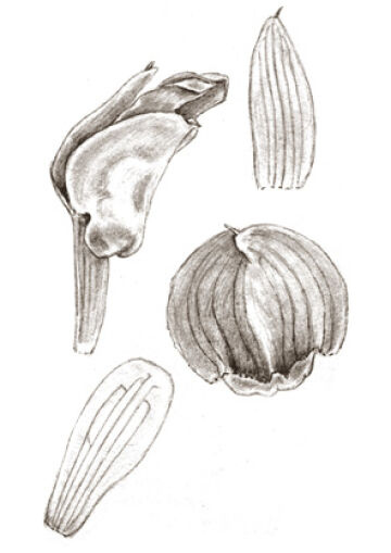 Glomera retusimentum