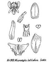 Crepidium latilabre: overview picture