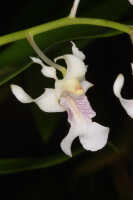Dendrobium chalmersii: Dendrobium chalmersii F.Muell., flower, photo John Cara, based on Cara cult. s.n.