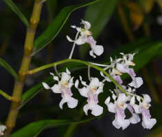 Dendrobium chalmersii: Dendrobium chalmersii F.Muell., inflorescence, photo John Cara, based on Cara cult. s.n.