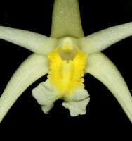 Dendrobium moiorum: Dendrobium moiorum Saputra, Schuit., Wanma & Naive, flower detail, column and lip, front view, cult. and photo Reza Saputra, from Indonesia, Papua Barat Prov., Sorong town, SE margin