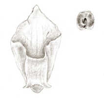 Mediocalcar versteegii: Mediocalcar versteegii J.J.Sm., lip and anther, drawing J.J. Smith, based on unknown