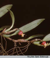 Mediocalcar versteegii: Mediocalcar umboiense Schuit., inflorescence, photo A. Schuiteman, Leiden cult. 30682, detail