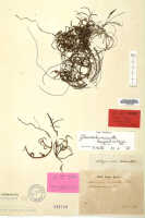 Schoenorchis micrantha: Schoenorchis micrantha Reinw. ex Blume, herbarium sheet, Kuhl & van Hasselt s.n. (syntype specimen L)