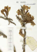 Dendrobium pseudoglomeratum: Dendrobium pseudoglomeratum T.M.Reeve & J.J.Wood, detail of isotype specimen: NGF (Frodin) 28527 (L)