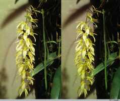 Bulbophyllum chloranthum: Bulbophyllum chloranthum Schltr., inflorescence, photo P. Jongejan, collection Royal Botanic Gardens, Kew, cult. P. Jongejan 337