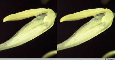 Bulbophyllum chloranthum: Bulbophyllum chloranthum Schltr., flower, lateral view, photo P. Jongejan, collection Royal Botanic Gardens, Kew, cult. P. Jongejan 605