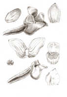Glomera papuana: Glomera transitoria J.J.Sm., drawing J.J. Smith, from Doorman 22