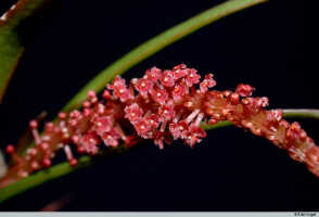 Oberonia pectinata: Oberonia pectinata Schltr., part of inflorescence, photo E.F. de Vogel, Leiden cult. 20032444