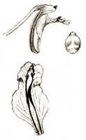 Dendrobium bidentiferum: Dendrobium bidentiferum J.J.Sm., drawing J.J. Smith, based on Versteeg 1539