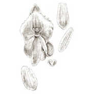Crepidium grandiflorum: overview picture