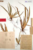 Oberonia asperula: Oberonia asperula J.J.Sm., herbarium sheet, Versteeg 1322 (holotype specimen BO)