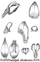 Ceratostylis dischorensis: Ceratostylis dischorensis Schltr., from Repert. Spec. Nov. Regni Veg. Beih. 21 (1923) t. 89, fig. 327
