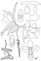 Cleisostoma litoreum: Cleisostoma litoreum (Schltr.) Garay, drawing N.H.S. Howcroft 381, from Lae region