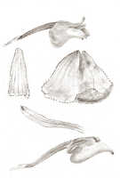 Mediocalcar versteegii: Mediocalcar versteegii J.J.Sm., floral analysis, drawing J.J. Smith, based on unknown