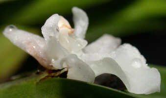Agrostophyllum superpositum: Agrostophyllum superpositum Schltr. Flower, lateral view. Photo by Ed de Vogel, based on Leiden cult. 20030347 (de Vogel & Vogel)