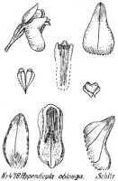 Appendicula oblonga: Appendicula oblonga Schltr., from Repert. Spec. Nov. Regni Veg. Beih. 21 (1923) t. 126, fig. 478
