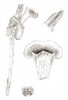 Dendrobium umbellatum: Dendrobium umbellatum (Gaudich.) Rchb.f. (as Dendrobium homochromum J.J.Sm.), drawing J.J. Smith, based on Gjellerup 409