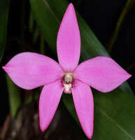Dendrobium regale: Dendrobium regale Schltr., photo John Cara, flower, front view, cult John Cara, from PNG.