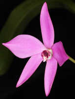 Dendrobium regale: Dendrobium regale Schltr., photo John Cara, flower, oblique lateral view, cult John Cara, from PNG. 
