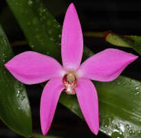 Dendrobium regale: Dendrobium regale Schltr., photo John Cara, flower, oblique front view, cult John Cara, from PNG. 