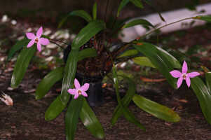 Dendrobium regale: Dendrobium regale Schltr., photo John Cara, plant habit, cult John Cara, from PNG.